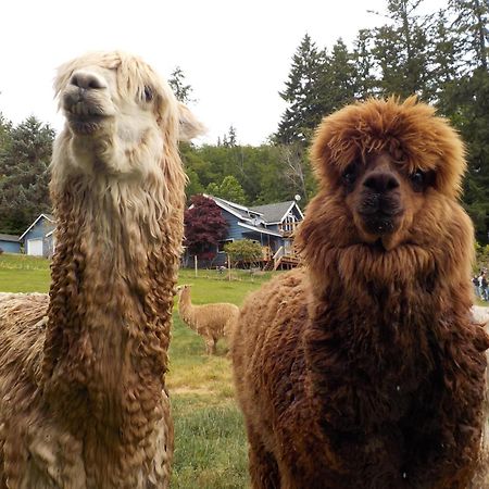 Oceanfront Studio/Loft: Alpacas, Oysters & Kayaks Shelton Buitenkant foto
