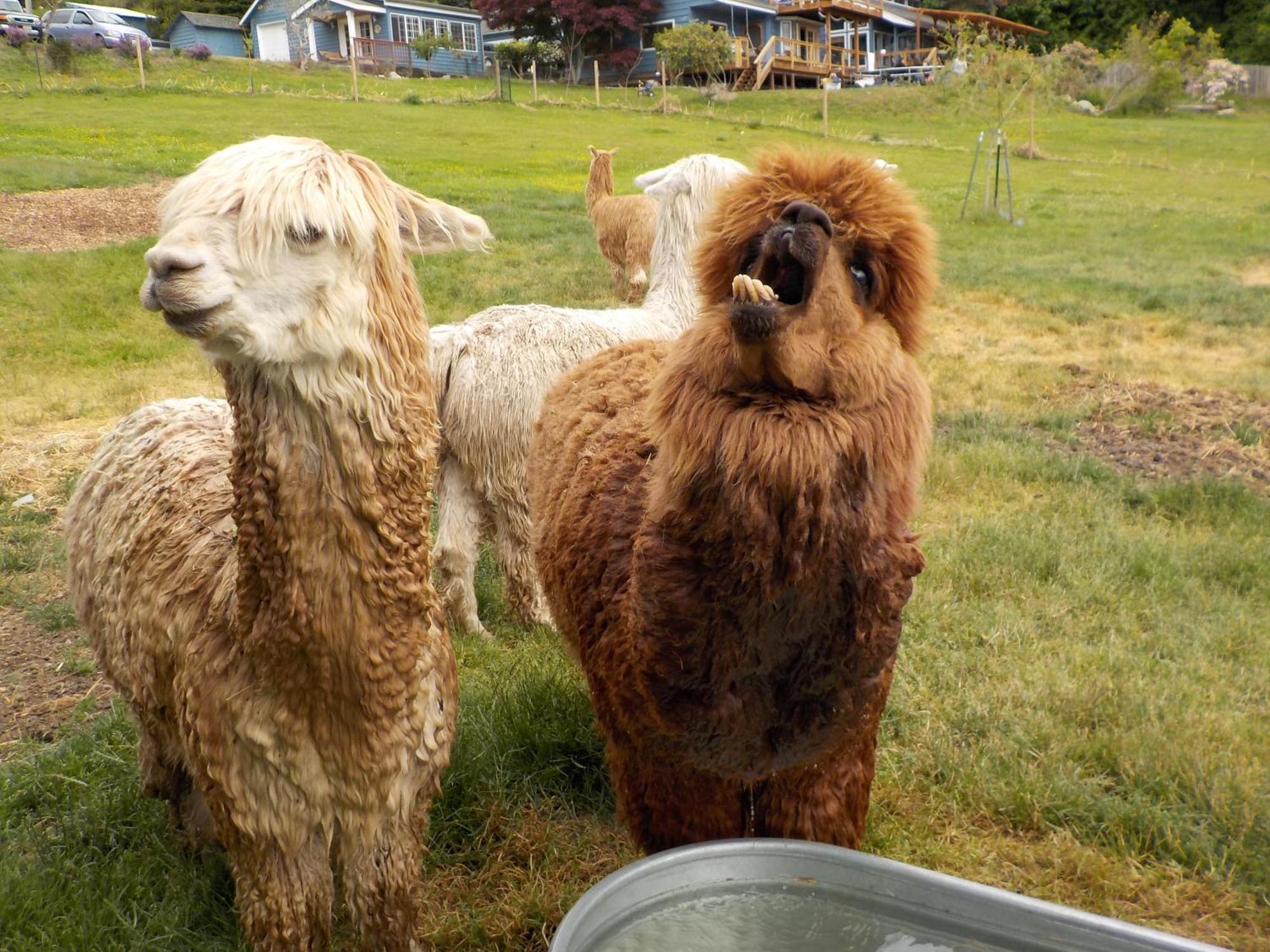 Oceanfront Studio/Loft: Alpacas, Oysters & Kayaks Shelton Buitenkant foto